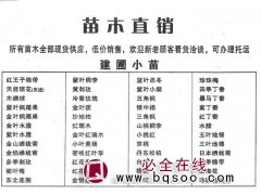 紫叶枫箱果-金叶枫箱果-枫箱果苗-东北特色苗木基地-园林绿化图1