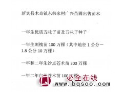 一年生优质五味子苗及五味子种子 广兴苗圃 东北苗木图1