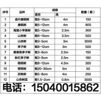 糖槭-糖槭树-今夜糖槭树-东北绿化苗木-绿化工程苗