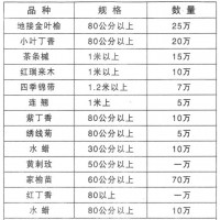 金叶榆-地接金叶榆 80公分以上地接金叶榆-艳秋苗圃苗木基地