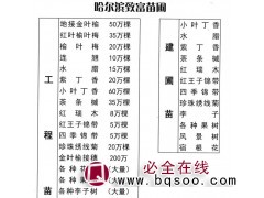 地接金叶榆-东北金叶榆苗-50万棵现货金叶榆苗 致富苗圃图1