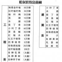 地接金叶榆-东北金叶榆苗-50万棵现货金叶榆苗 致富苗圃