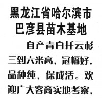 自产青白扦云杉三到六米高，冠幅好品种纯 巴彦县苗木基地