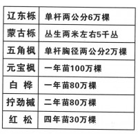 辽东栎 单杆两公分6万棵 东北绿化苗木 旭昇苗圃