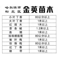 80公分大叶丁香 小叶丁香苗大量供应 金英苗木 东北绿化苗