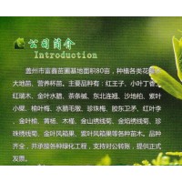 红王子-红王子锦带小苗大量供应 东北绿化苗木-富鑫苗圃