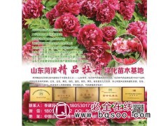 牡丹苗-芍药苗-菏泽牡丹-牡丹花卉园-彩卉花木种植中心图1