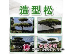 吉林造型松、东北景观松、延边造型松价格表-造型松图1