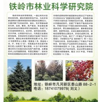 紫叶稠李-稠李绿化苗-紫叶稠李工程苗-铁岭林业科学研究院