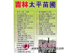 映山红(杜鹃) 大地苗50-120公分20万株 吉林太平苗圃图1