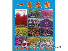 鞍山一惠花圃批发鸢尾、萱草、景天、石竹、菊花图1