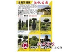 秦皇岛北戴河新区瀚枫苗圃园 主营卫矛造型树图1