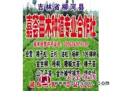 樟子松、云杉、油松大量供应 东北绿化苗木 园林 嘉荟苗木图1