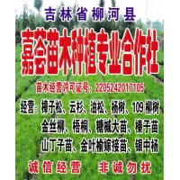 樟子松、云杉、油松大量供应 东北绿化苗木 园林 嘉荟苗木