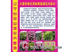 大量供绿化用耐寒宿根花卉苗木 鞍山花卉 山河花卉基地图1