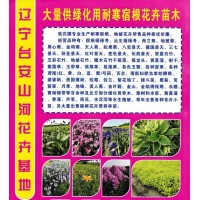 大量供绿化用耐寒宿根花卉苗木 鞍山花卉 山河花卉基地