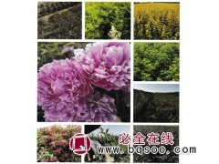 金叶风箱果、紫叶风箱果-东北苗木-长春市康鹤苗圃图1