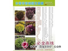 三角枫-三角枫地球 90-150公分 长春君诚园艺苗圃图1