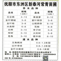 4-13公分元宝枫-元宝枫价格-东北绿化苗木-抚顺常青苗圃