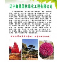 五角枫球、红叶李球-东北绿化景观树-鑫强园林-绿化苗木