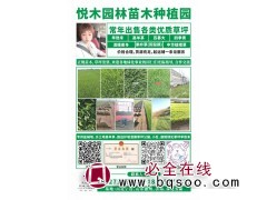 常年出售各类优质草坪-高羊茅-百慕大草-草坪-悦木园林苗木图1