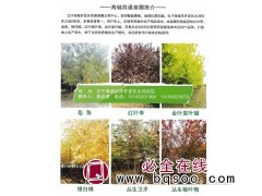 精品密枝红叶李皂角、银白槭-海城开发区四通苗圃图1
