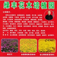 丛生福禄考、宿根福禄考、地被菊-绿丰花木培植园