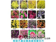 金山绣线菊-金焰绣线菊-绣线菊大量供应-宇杉宿根花卉培植园图1
