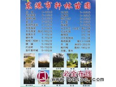 国槐价格-8-15公分国槐现货-东北绿化苗-东港市轩林苗圃图1