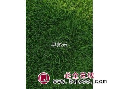 河南早熟禾 静雯苗木,免费服务热线-万亩草坪基地-学伟图1