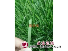 高羊茅价格-护坡高羊茅草种批发-河北草坪基地-学伟草坪图1