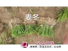麦冬草 庭院绿化 耐寒耐旱 花坛地被栽种 适应较好-学伟草坪图1
