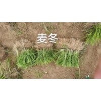 麦冬草 庭院绿化 耐寒耐旱 花坛地被栽种 适应较好-学伟草坪