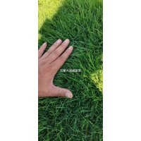 苗圃基地直供百慕大护坡草皮 庭院花园草坪 耐修剪耐践踏 学伟草坪 石家庄草坪