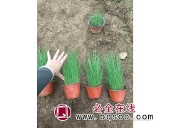 基地供应须芒草 耐寒 园林地被植物花坛绿化草 青州花卉-艾琳图1