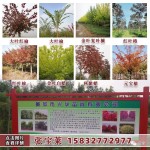 兴华苗圃