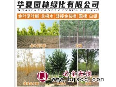 老白蜡-速生白蜡树苗 抗烟尘10公分白蜡 基地现挖 河南行道树-华夏园林图1