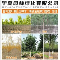 老白蜡-速生白蜡树苗 抗烟尘10公分白蜡 基地现挖 河南行道树-华夏园林