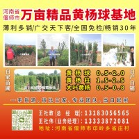 1.5米大叶黄杨球-大叶黄杨球-园林绿化工程苗-万亩黄杨基地