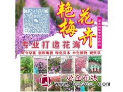 孔雀草 一年生草本植物 艳梅花卉 喜阳光 生长迅速 适应性强图1