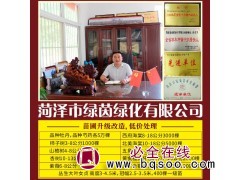 海棠-12公分西府海棠 花色鲜艳树形优美 街道绿化庭院景观树-绿茵园林图1