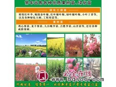 密枝红叶李-红叶李 精选苗圃基地 密枝红叶李小苗 圃地批发 红叶李杯苗-高峰苗木图1