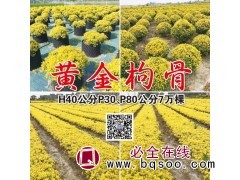 黄金枸骨 P30-P80公分7万棵 现货枸骨 沭阳华夏苗木图1