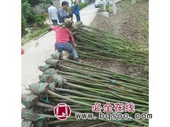 出售4公分香樟带土球 海宁广福苗木基地 专供各种规格香樟树图1
