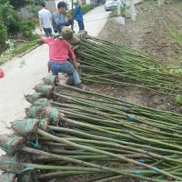 出售4公分香樟带土球 海宁广福苗木基地 专供各种规格香樟树