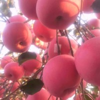 新品种苹果苗 鑫蓬仙红 果树苗大量供应 蓬莱农益苗木专业合作社