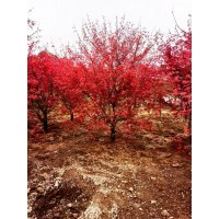 日本红枫 颜色艳丽 枝叶茂盛 红色系多规格-智辉苗木