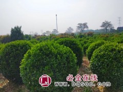 冬青球