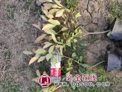 红叶石楠