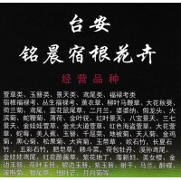 台安铭晨宿根花卉 萱草类、玉簪类、景天类、鸢尾类